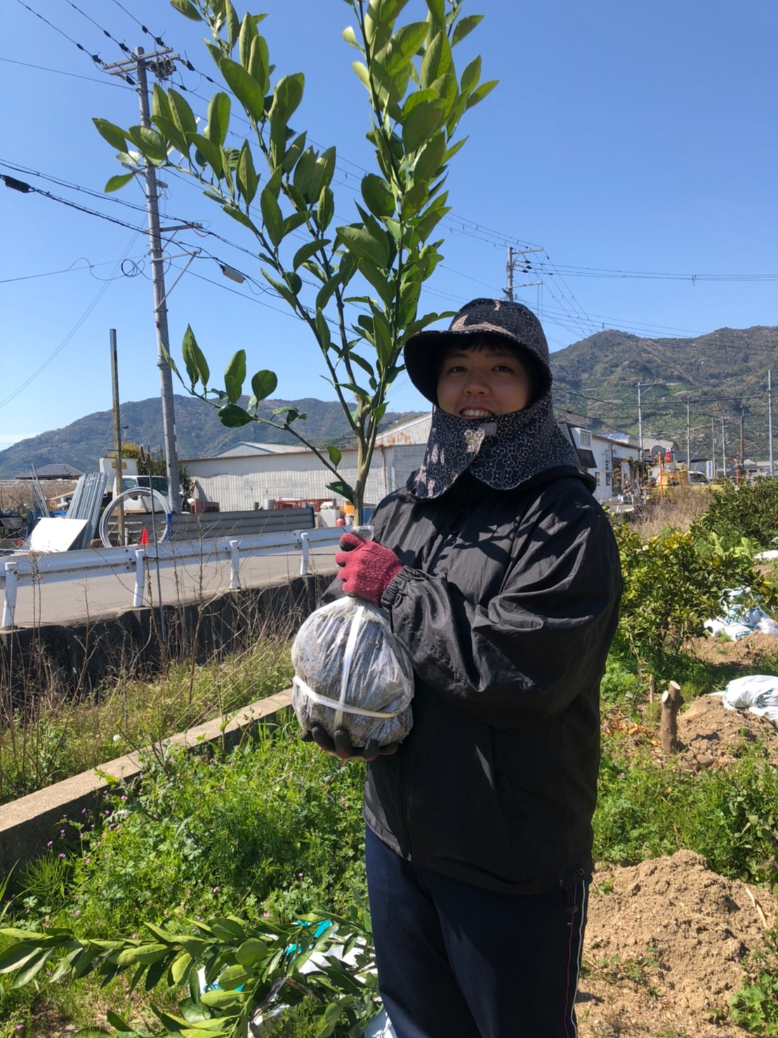 有田みかんの苗木植え ゆらのさきがけ 紀州有田みかん 早和果樹園オフィシャルサイト