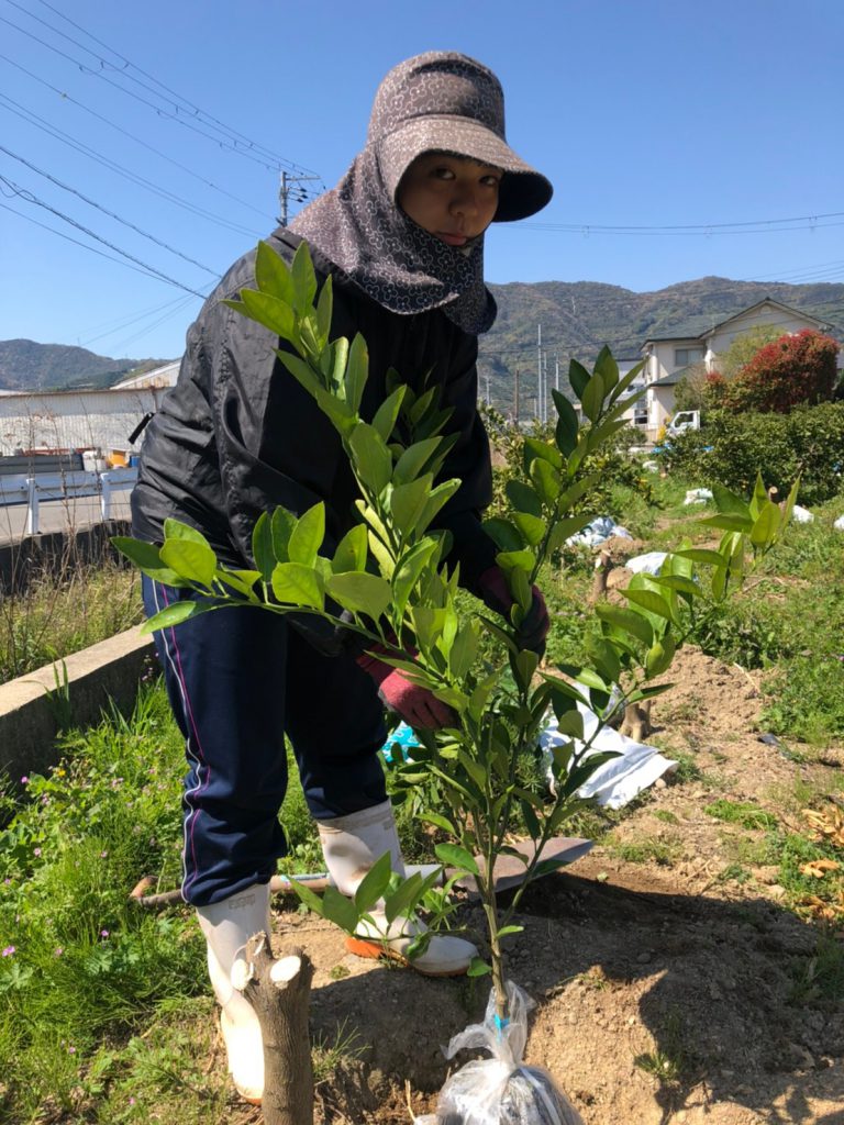 有田みかんの苗木植え ゆらのさきがけ 紀州有田みかん－早和果樹園オフィシャルサイト